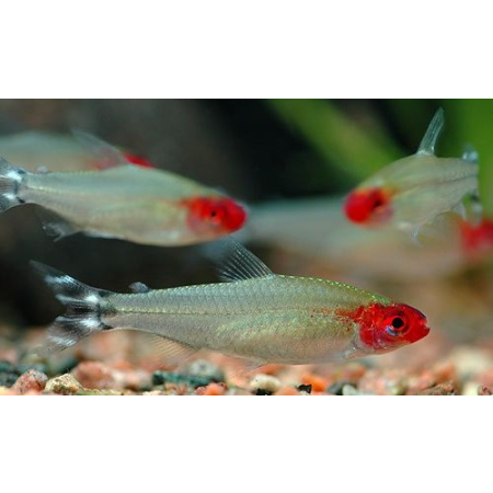 Zwinnik czerwonousty, rodostomus zwinnik